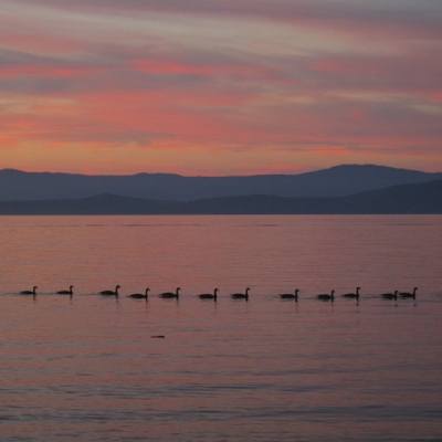 Geese on the water at sunset