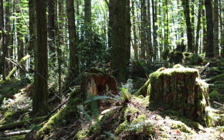 A rainforest floor