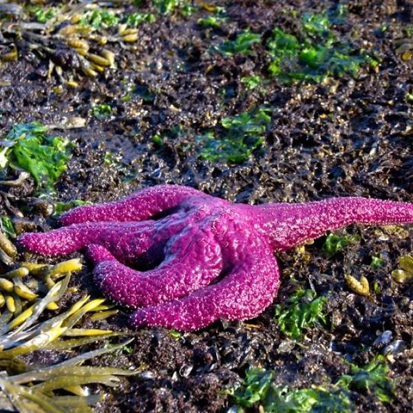 Starfish at Wall Beach in Nanoose Bay, Vancouver Island.