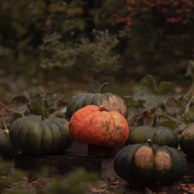 Image from Milner Gardens: green, brown and orange pumpkins growing outside in a wooded area in Parksville Qualicum Beach