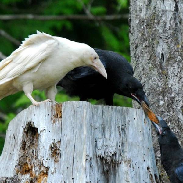 a white raven in Parksville Qualicum Beach