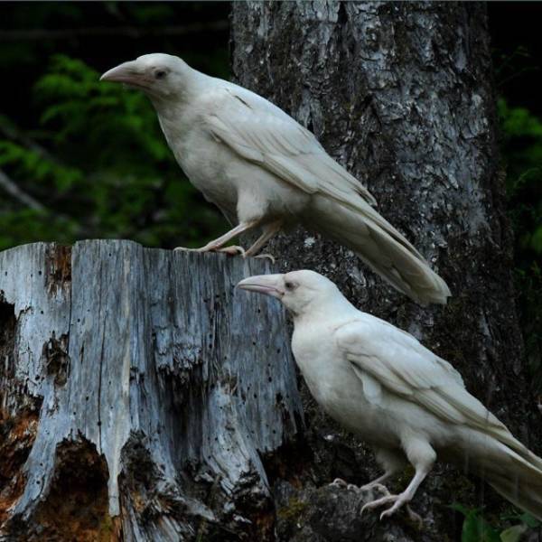 Two white ravens in a forest
