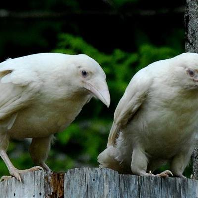Two white ravens on a tree