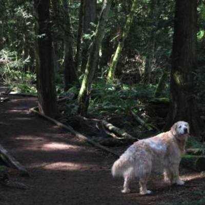 a golden retriever on a heavily wooded trail in Parksville Qualicum Beach