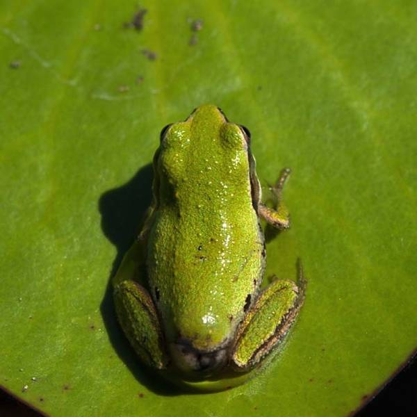 tree frog