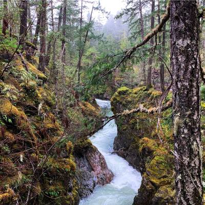 Brook running through forest in Parksville Qualicum Beach, BC