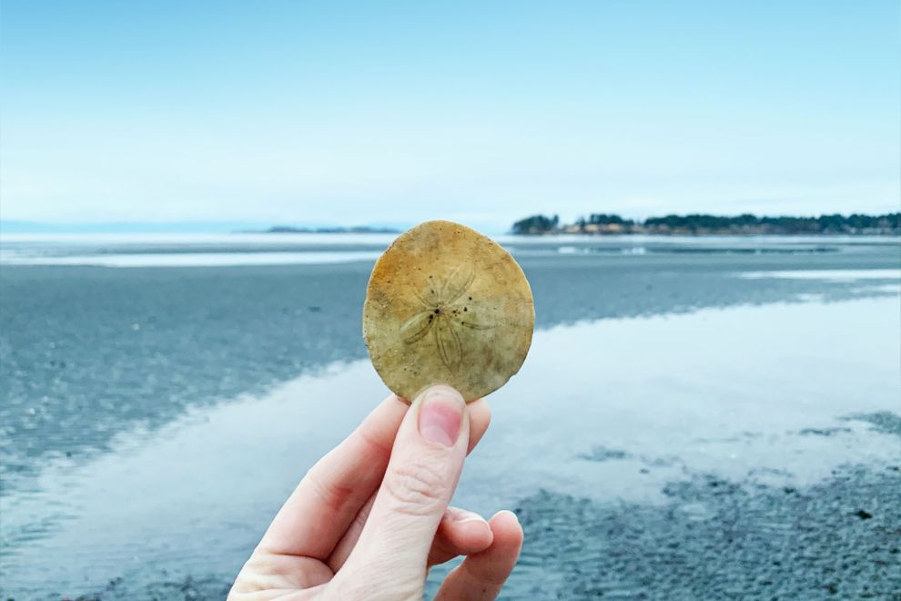 Hand holding sand dollar in front of beach water in Parksville Qualicum Beach Vancouver Island BC