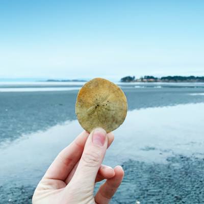 Hand holding sand dollar in front of beach water in Parksville Qualicum Beach Vancouver Island BC