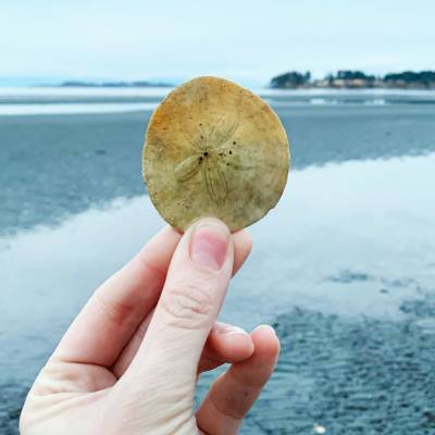 A person holds a sand dollar in Parksville Qualicum Beach.