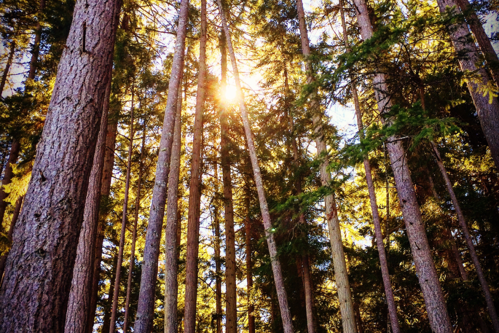 The sun shines through towering, old growth trees in a forest in Parksville Qualicum Beach