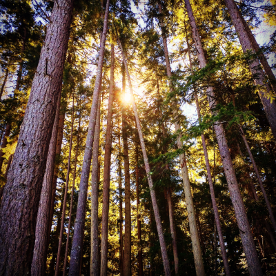 The sun shines through towering, old growth trees in a forest in Parksville Qualicum Beach