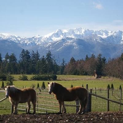 horses by Mount Arrowsmith