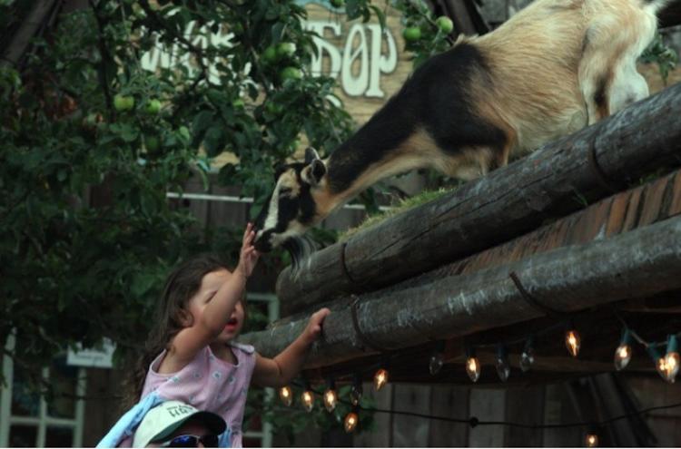 A child pets a goat that stands on the roof of the Old Country Market.