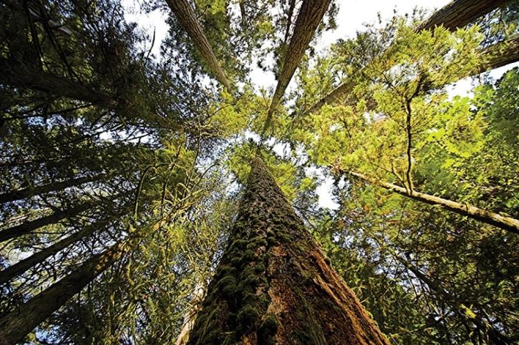 Qualicum Beach Heritage Forest
