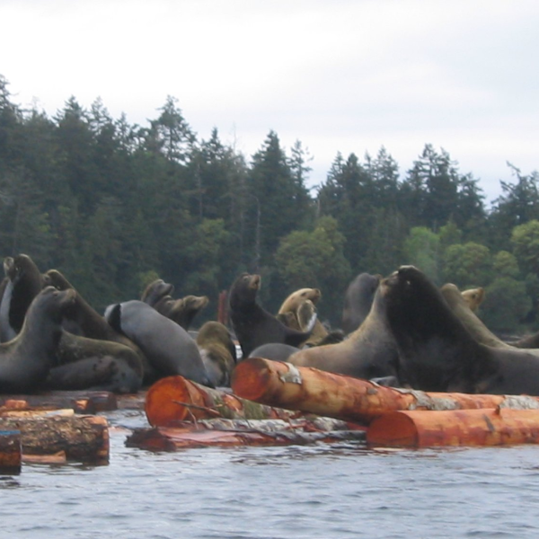 A herd of sea lions by wooden logs in Parksville Qualicum Beach.