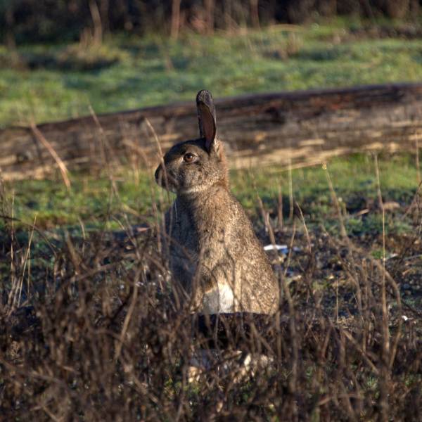a brown and grey rabbit sits on its back two legs with its ears pointed straight towards the sky