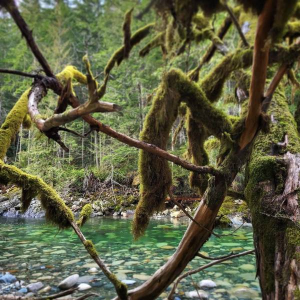 moss covered branches hang in front of the clear water of the Englishman River. Credit: @Tales.on.Trails