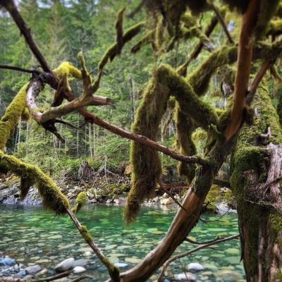 moss covered branches hang in front of the clear water of the Englishman River. Credit: @Tales.on.Trails