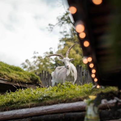 A goat stands on the roof of the Coombs Old Country Market in Parksville Qualicum Beach.