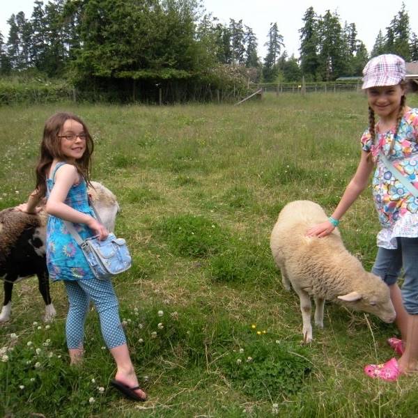 Two children with sheep in a field at Little Qualicum Cheeseworks and Mooberry Winery at Morningstar Farm