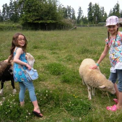 Two children with sheep in a field at Little Qualicum Cheeseworks and Mooberry Winery at Morningstar Farm
